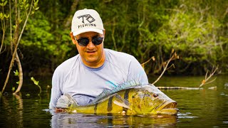 Giant Peacock Bass at TC Fishing Amazonas Brazil  MidCurrent Travel [upl. by Asilenna964]