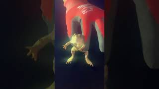 Frogs🐸😱 shorts frogs wildlife viralshorts frogprince fypyoutube [upl. by Ylaek]