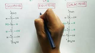 Carbohydrates  Monosaccharides  Glucose  Fructose  Galactose [upl. by Annadroj227]