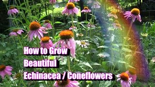 How to Grow Beautiful Echinacea  Coneflowers [upl. by Hijoung699]