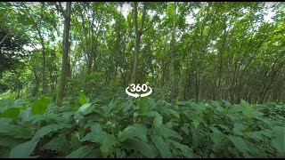 Tropical Reforestation Project 360 Video Tour  Climate Impact Partners [upl. by Raybourne800]