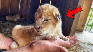 Two lion cubs were adopted by a dog who treated them like MOTHERS but when they grew up [upl. by Haneeja61]