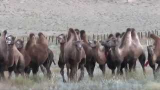 Transsibirische Eisenbahn in der Wüste Gobi transsib zarengold [upl. by Eitirahc]