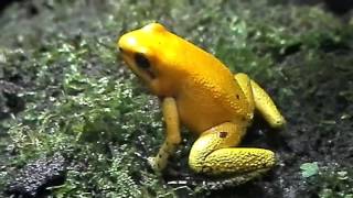 Phyllobates terribilis  Schrecklicher Pfeilgiftfrosch [upl. by Aihsaei788]