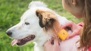 Findster Duo Tracks Your Pets Location With No Data Fees [upl. by Nosnor]