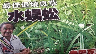 这是他生命的救命～草～（水蜈蚣）Kyllinga or rumput teki。“White Kyllinga” [upl. by Irita]