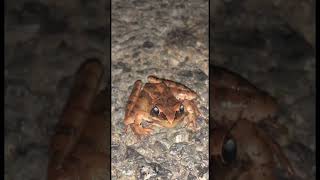 frog england life love ukraine uk nature funny amazing miracle [upl. by Cornelie483]