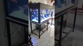 Aquarium Sump Filter Ultimate Clean Tank Solution foryou aquarium sumpfilter fishtank shorts [upl. by Medeah454]