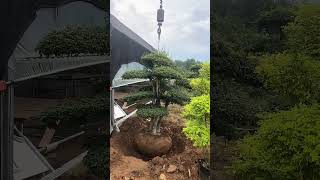 Topiary Fraxinus Hupehensis Tree Transplanting Process [upl. by Orlando]