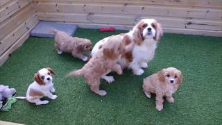 Cavapoo pups [upl. by Nimrahc]