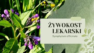 ŻYWOKOST LEKARSKI  Leczy i nawozi uprawy Kompendium Wiedzy żywokost żywokostlekarski ogród [upl. by Adim550]