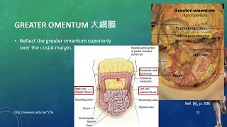 20171019 Lesson10Human Dissection  Peritoneum amp Peritoneal Cavity [upl. by Wanonah]