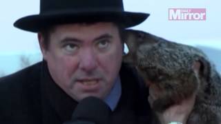 Groundhog Day Watch hilarious moment weatherpredicting woodchuck BITES mayor s ear [upl. by Alvis]