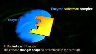 Enzyme Function  University Of Surrey [upl. by Hitt]