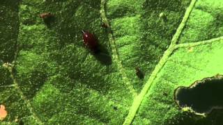 Colorado Potato Beetle Management [upl. by Elakram]