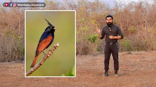 The crown prince of bird world of India  Crested bunting Emberiza lathami  by Shantanu Kuveskar [upl. by Oderf]