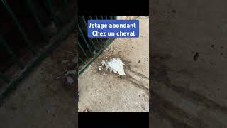 Pneumonie jetage abondant chez un cheval [upl. by Edrei386]