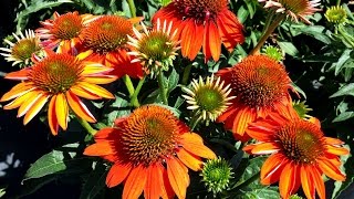 Best Perennials  Echinacea Sombrero® Adobe Orange Coneflower [upl. by Eniamej558]