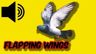 Bird Flapping Wings  Sound Effect  Royalty Free fly flap wing flapping bird wings [upl. by Etti]