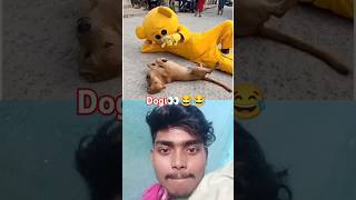 teddy mrcrazyteddy dog teddybear funny mrteddy teddycomedy cute viralvideo shorts [upl. by Tnemelc84]