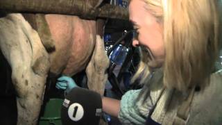 Fearne Cotton milks a cow [upl. by Lisbeth]