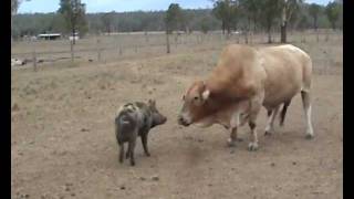 Bull Fights Wild Pig [upl. by Oberg]