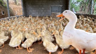 Duck  Raise ducklings from small to mature  Ducks  The duck [upl. by Adnaram]