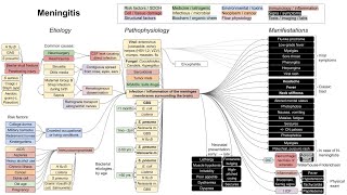 Meningitis mechanism of disease [upl. by Vernita]