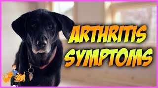 How Can You Tell if Your Dog has Arthritis top 10 symptoms [upl. by Raynell]