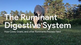 Ruminant Digestion [upl. by Wolfgram]