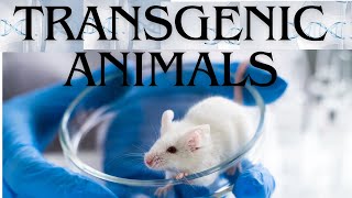 Transgenic Animals [upl. by Sitof]