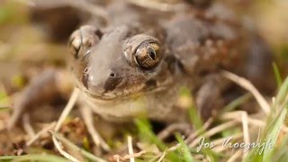 Pelobates Fuscus Knoflookpad Common Spadefoot Pelobate brun Knoblauchkrote [upl. by Suissac451]