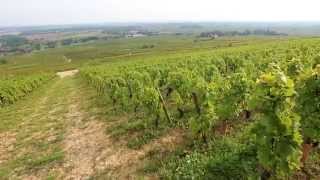 Discover The Red Wines of Burgundy [upl. by Arrimat]