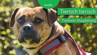 Tiervermittlung aus dem Tierheim Magdeburg  Tierisch tierisch  MDR [upl. by Naara]