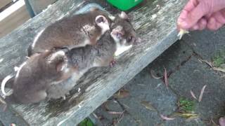 ringtail possums in distress 2016 [upl. by Sadnac]