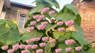 bunga dombeya cayeuxii [upl. by Hashim]