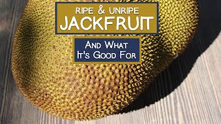 Jackfruit Worlds Largest Tree Fruit and What Its Good For [upl. by Janifer145]