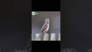 Eurasian wryneck sound call [upl. by Air]