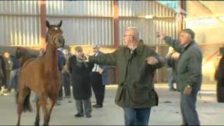 Eerste paardenmarkt in Barneveld [upl. by Piper340]