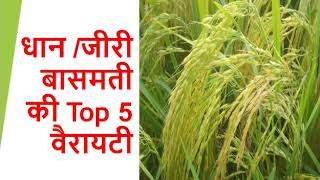 धान जीरी बासमती चावल की उन्नत किस्मे top 5 varieties of paddy rice farming [upl. by Itsirk804]