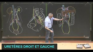 Anatomie des uretères droit et gauche Abdomen 12 [upl. by Weissberg]