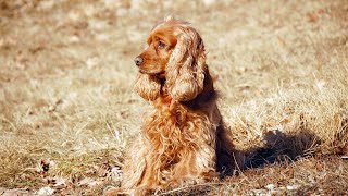 Puppy Proofing Essential Safety Measures for Cocker Spaniel Owners [upl. by Niuq]