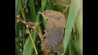 Reed Warbler Fledglings  Doxey Marshes part 2 [upl. by Nodyarb]