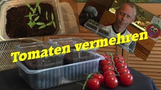 Tomaten durch eigene Samen vermehren geht das Ja [upl. by Wiltshire]