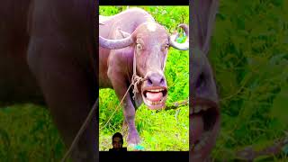 cow animals funny comedy bull cowsound funnybuffalo comedyfilms buffalocomedy [upl. by Annez]