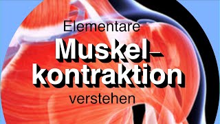 Elementare Muskelkontraktion [upl. by Bubb]