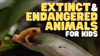 Extinct and Endangered Animals for Kids  What we can do to protect endangered species [upl. by Kondon]