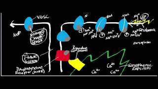 Cardiac Muscle Physiology T Tubules and Calciuminduced Calcium Release [upl. by Etnauq]