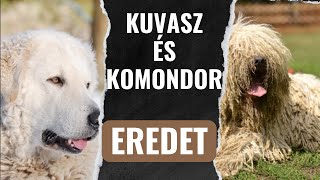 Komondor és kuvasz Származás melyik volt előbb [upl. by Chouest]