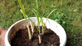 How to Grow Lemongrass from Stalks  Dietplan101com [upl. by Crean502]